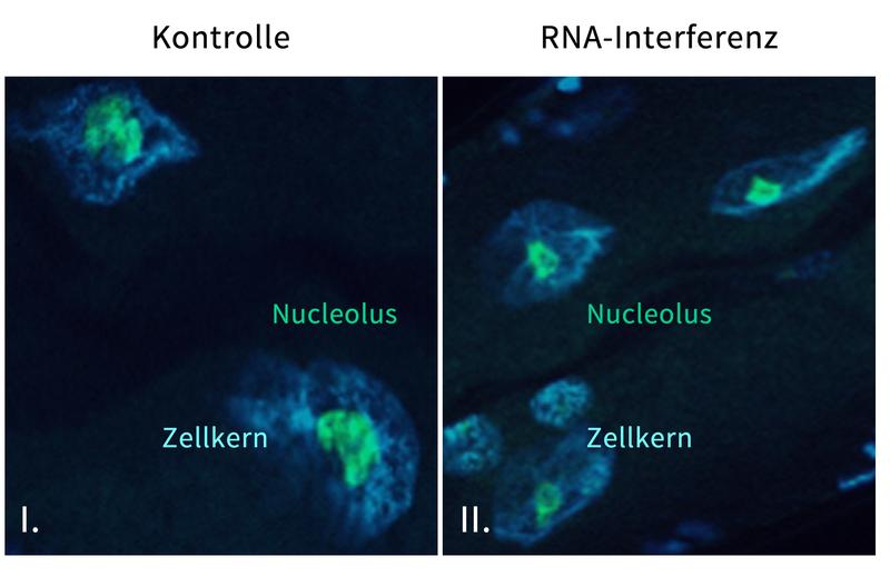 Die Größe des Nucleolus ist ein Altersmarker im Fadenwurm C. elegans. Durch RNA-Interferenz lassen sich die Nucleoli verkleinern (II), was auch mit einer längeren Lebensspanne korreliert.