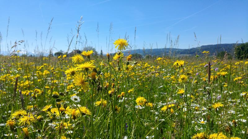 Artenreichere Wiesen sind auch ökonomisch interessanter als Grünland aus nur einer Art.