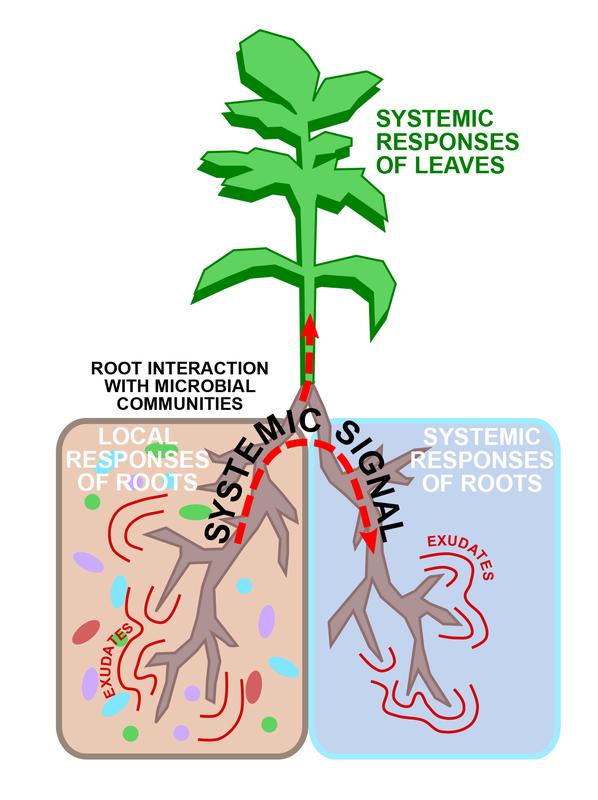 Bakteriengemeinschaften lösen systemische Signale aus, die zu regulatorischen und metabolischen Veränderungen in entfernten Wurzeln sowie in grünen Teilen der Pflanze führen.