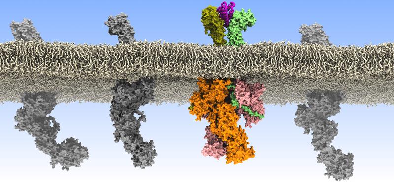 Scientists discover how rogue communications between cells lead to Leukaemia.