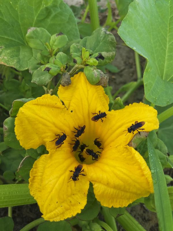 Stachellose Bienen, wie hier auf einer Kürbisblüte werden fälschlicherweise oft für Schädlinge gehalten. Der Bestäubungsleitfaden soll helfen, solche Irrtümer zu vermeiden. 