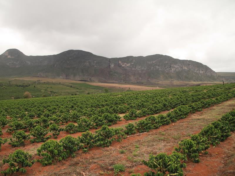 Eine intensiv bewirtschaftete Kaffeeplantage in Brasilien. Der Leitfaden enthält Informationen zum Aufbau von Bestäubern in solch degradierten Landschaften. 