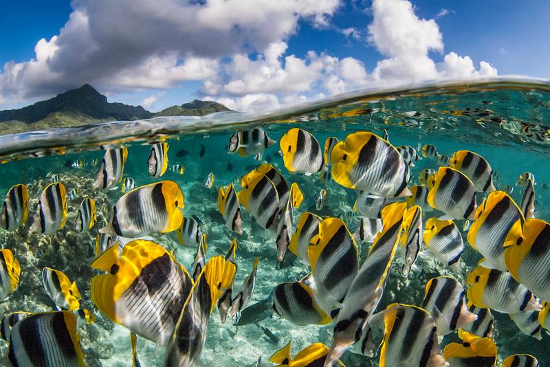 Die höchste genetische Diversität bei Fischen ist in den Tropen zu finden.