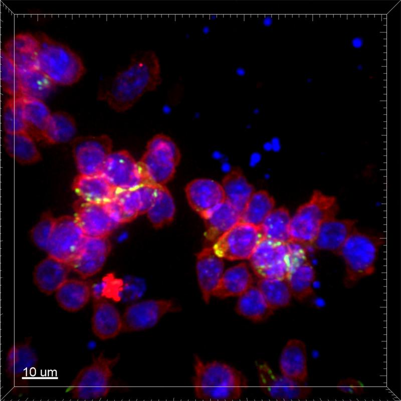 This image depicts T cells interacting with each other. Cell surfaces are labeled in red, cell nuclei in blue and receptors mediating communication in green.