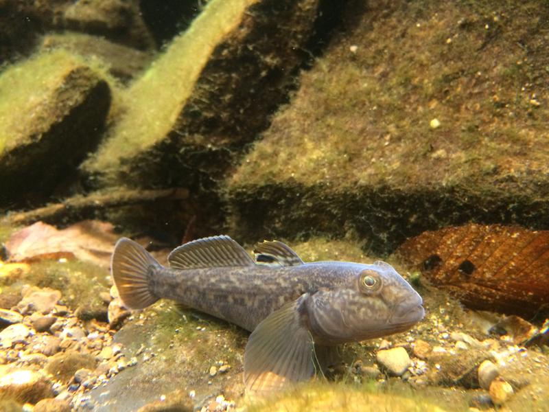 Within a few years, it has spread rapidly: round goby (Neogobius melanostomus).