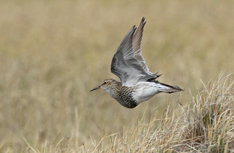 Male pectoral sandpipers fly thousands of kilometers to and within their breeding area in the arctic 