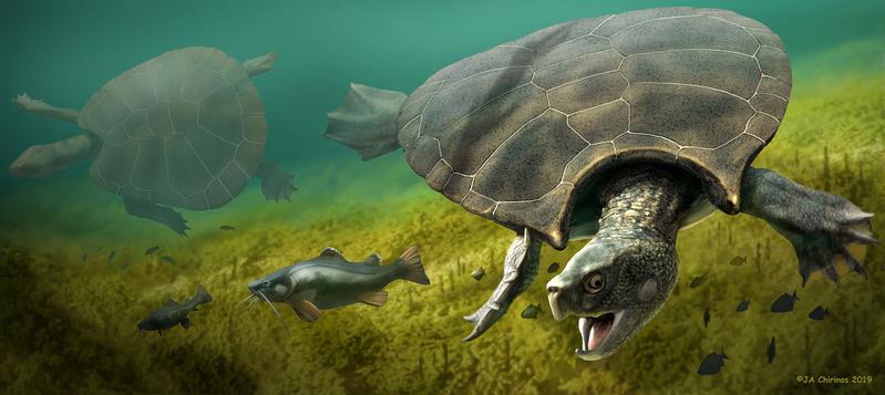 Rekonstruktion der Riesenschildkröte Stupendemys geographicus: männliches (vorne) und weibliches Individuum (links), die in Süsswasser schwimmen.