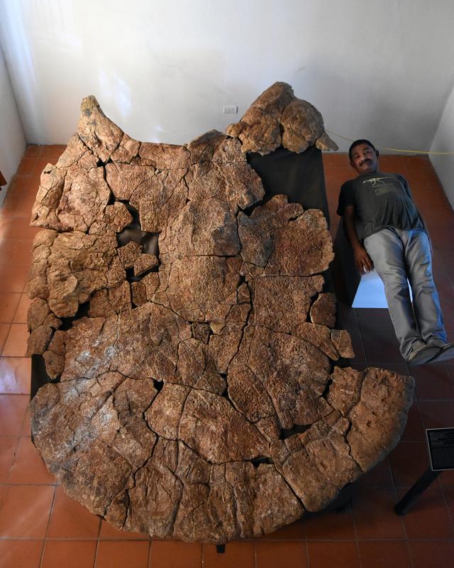 Der venezolanische Paläontologe Rodolfo Sánchez neben dem Panzer eines Stupendemys geographicus Männchens, gefunden in 8 Millionen Jahre alten Ablagerungen in Venezuela.