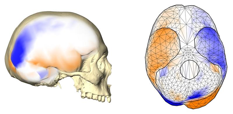 Das gemeinsame Asymmetriemuster des Gehirns wird an einem menschlichen Endocast (Abguss des inneren knöchernen Gehirnschädels) von der Seite (links) und von unten (rechts) gezeigt.