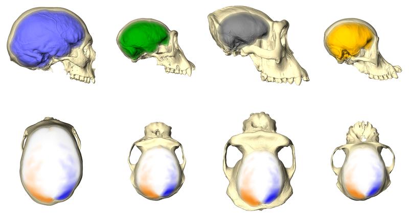 Menschen, Schimpansen, Gorillas und Orang-Utans haben unterschiedlich aussehende Endocasts und Gehirne (obere Reihe). Aber sie haben das gleiche Asymmetriemuster (untere Reihe).