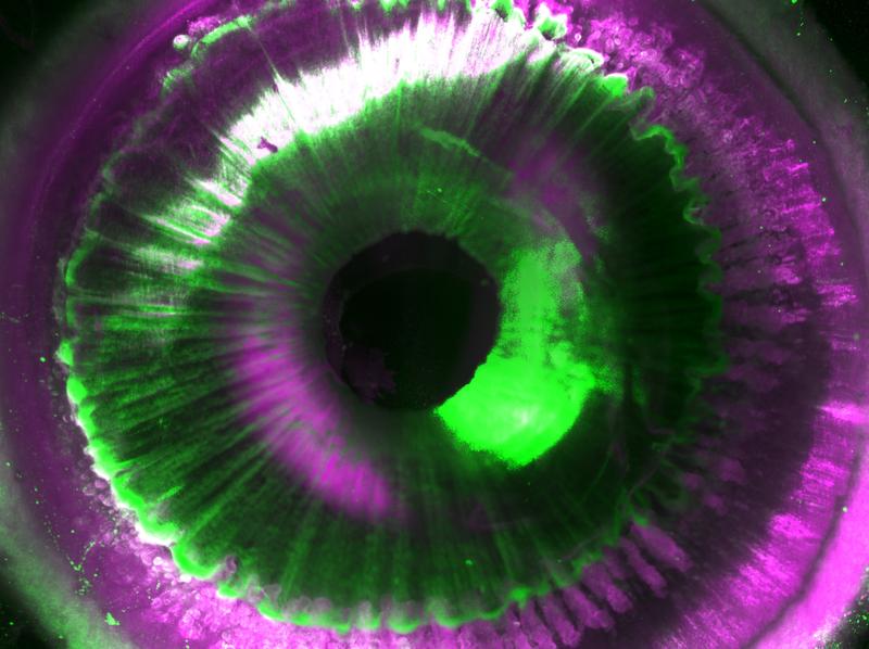 SHANEL ermöglicht Einblick in die zellulären Strukturen eines intakten menschlichen Auges.