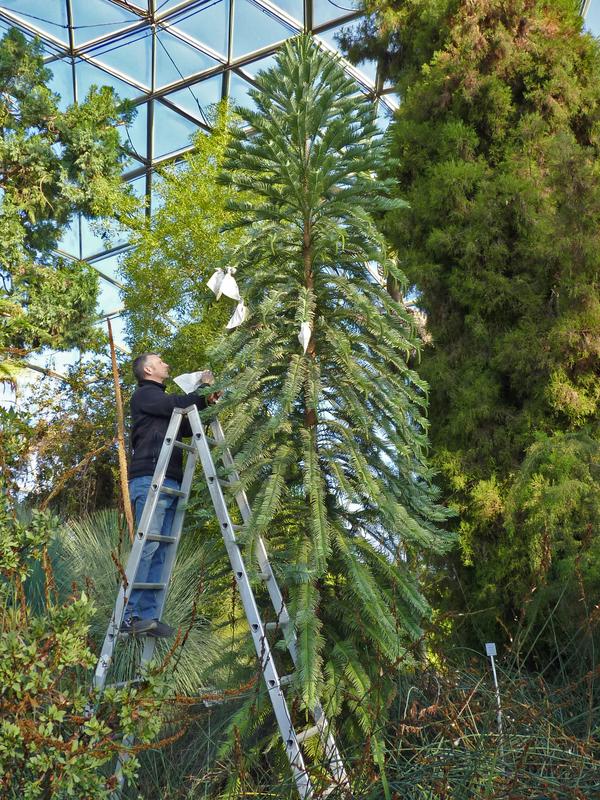 Filigrane Handarbeit in luftiger Höhe: Reviergärtner Lars Leonhard steigt in die Baumkrone, um dort die weiblichen Blüten mit männlichen Pollen aus dem Marburger Botanischen Garten zu befruchten.