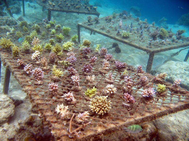 Breeding small coral colonies of different species in shallow water, Indonesia.