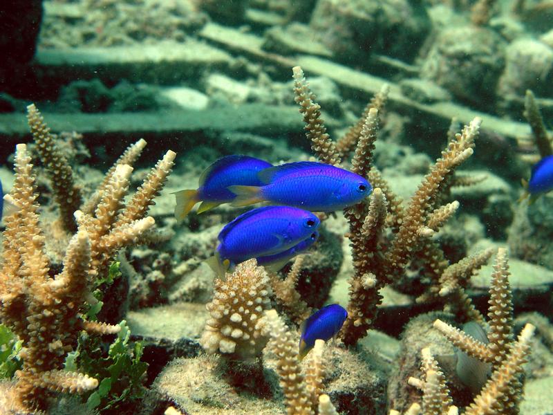 Damselfish colonize coral fragments that have been exposed on small cement bases, Indonesia.