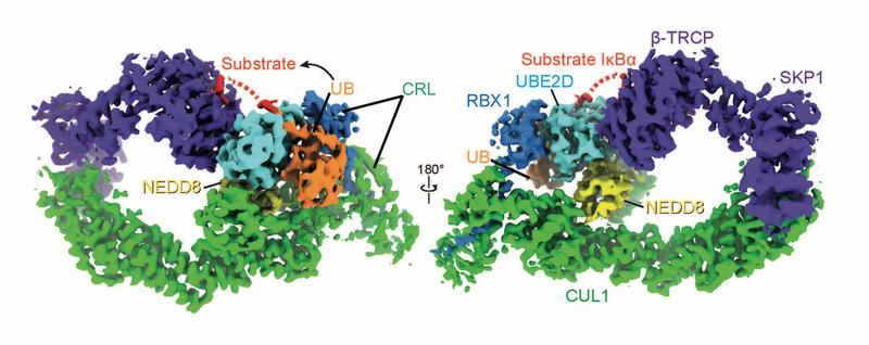 NEDD8 (gelb) konfiguriert die Form der Cullin-RING-Ligase (grün und dunkelblau), UBE2D (hellblau) und Ubiquitin (gelb), so dass da