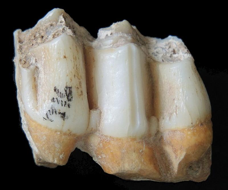 Fossile Zähne eines Leierhirsches (Rucervus eldii) aus der Fossiliensammlung der Höhle von Tam Ham Marklot. Der in der Mitte befindliche Zahn wurde für Zinkisotopenanalysen beprobt.