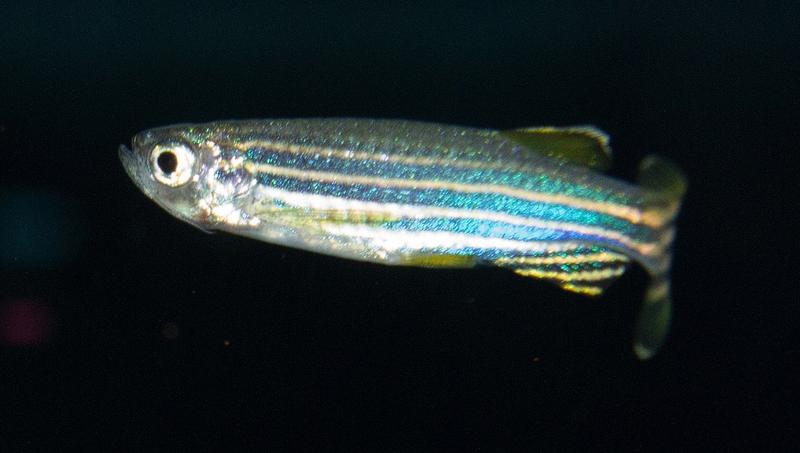 Zebrafish in an aquarium of the Department of Animal Physiology at the University of Bayreuth. 