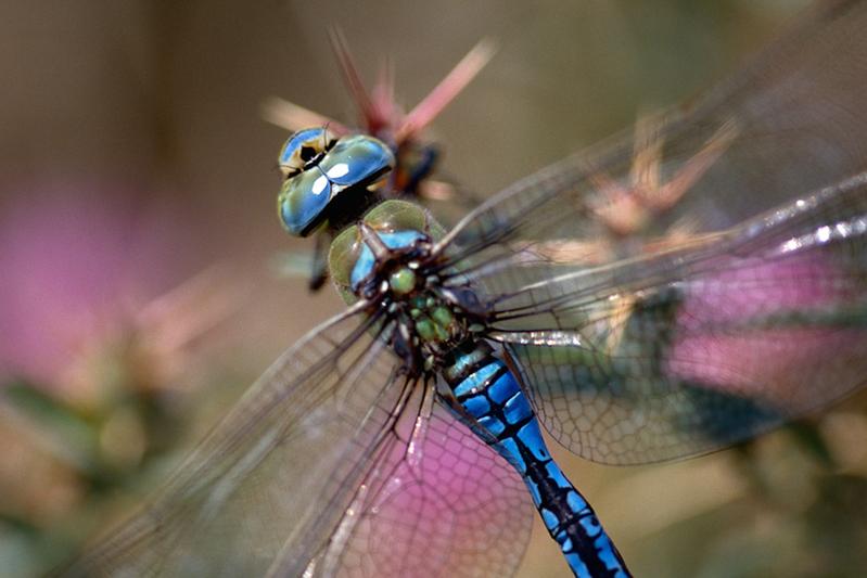 Anax imperator: A climate change winner. The species is very common, especially in suburban waters.
