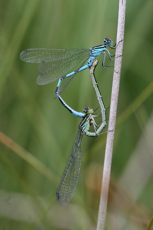 Coenagrion hastulatum is the dragonfly of the year 2020. The population of this type is declining. It probably suffers from habitat changes and climate change.