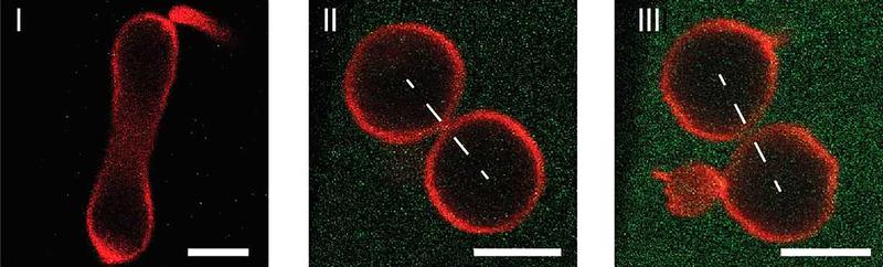 Teilungsprozess einer künstlichen Zelle (rot), der durch die Protein-Konzentration (grün) in der äußeren wässrigen Lösung gesteuert wird.