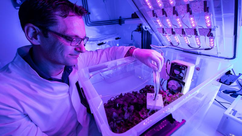 Prof. Dr. Stefan Streif  controls the irrigation, lighting spectrum and ventilation of a hydroponic plant culture in the special laboratory for networked agricultural systems at Chemnitz University.