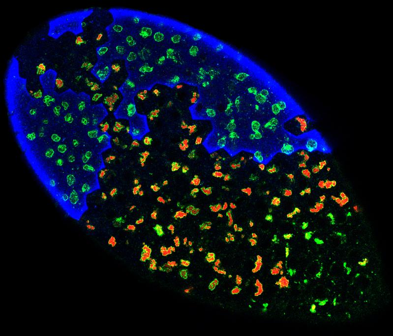 Epithel in Drosphila, in dem Endosomen mit Hilfe von RabX1 grün angefärbt wurden. Durch Protonenpumpe angesäuerte Endosomen rot gefärbt, bei inaktivierter Pumpe blau.