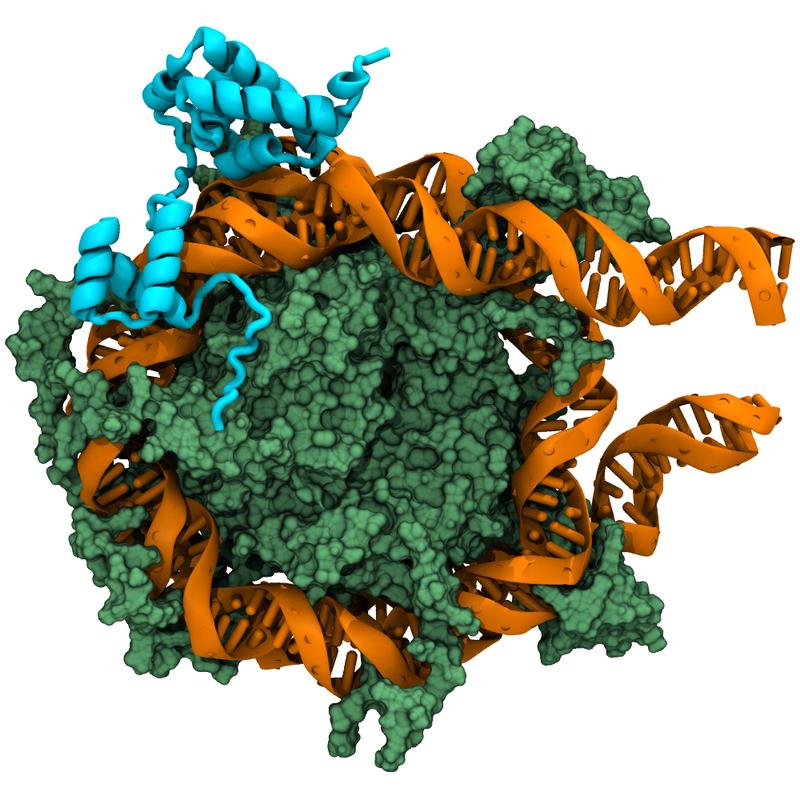 Schematic image showing the pioneer transcription factor Oct4 (blue) binding to the nucleosome (a complex of proteins (green) and the DNA (orange) wrapped around these proteins). 