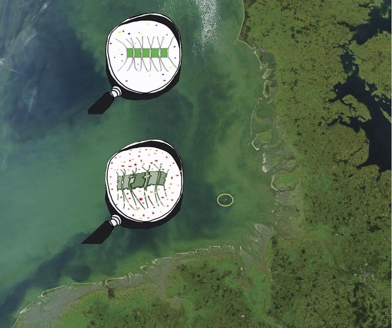 The satellite image of the German Bight shows an algal bloom and the island of Heligoland (yellow) plus depiction of intact microalgae as well as such that have been partly degraded by bacteria. 