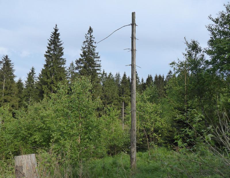 Erfolgreich etablierte Baumartenmischung nach Kyrill 2007 durch die kleinflächige Kombination aus natürlichen und künstlichen Verjüngungsverfahren in den Kammlagen des Thüringer Waldes.