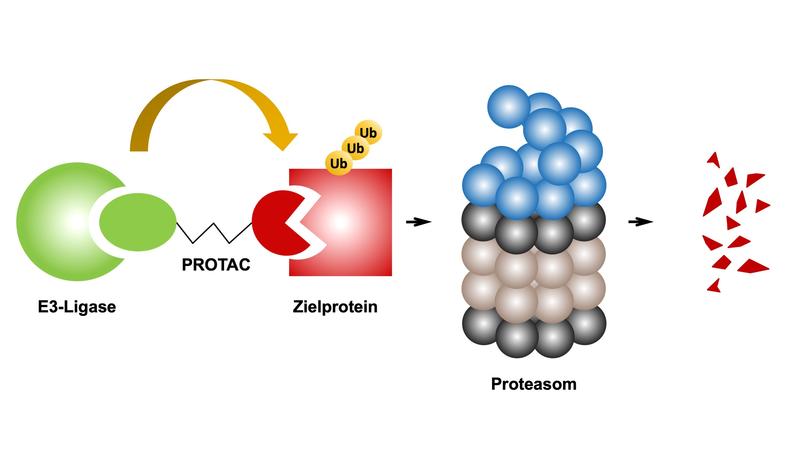 Schema der Wirkweise von PROTACs.