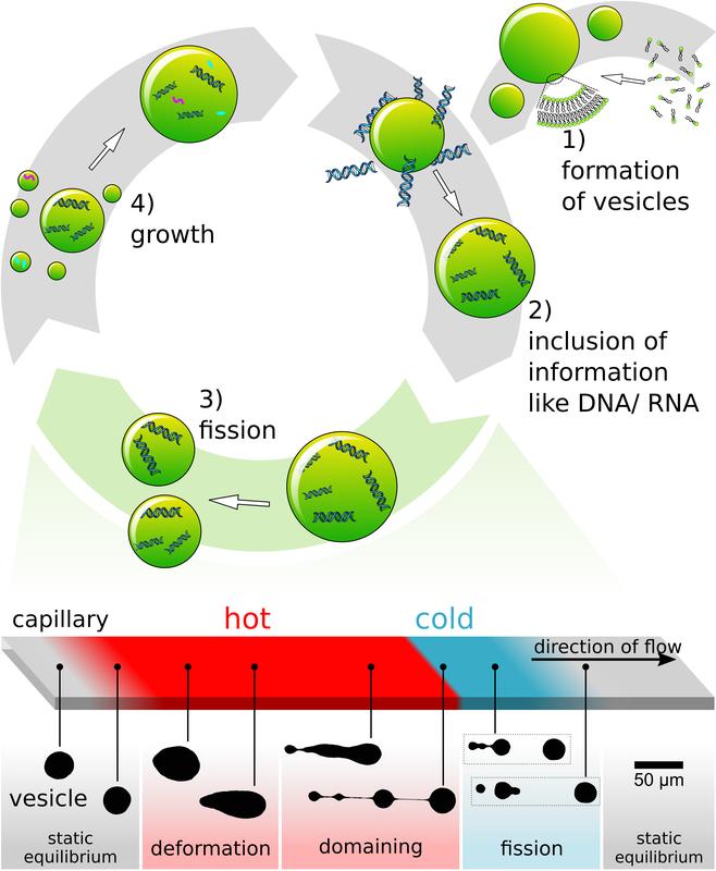 Over time, more and more vesicles that contain various molecules may have formed in a cycle of growth and division. 