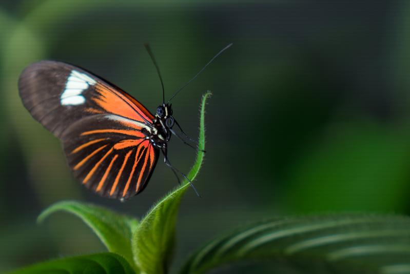 Das charakteristische Flügelmuster der Heliconius-Schmetterlinge schützt vor natürlichen Räubern.
