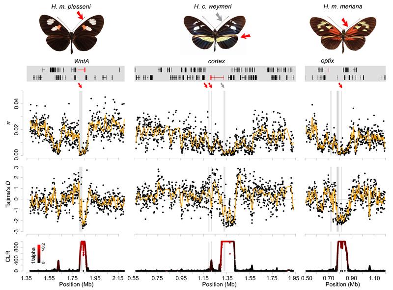 Die Abbildung zeigt drei Beispiele für selektive Sweeps von Mimikry-Flügelmustern und die entsprechenden genomischen Signaturen.