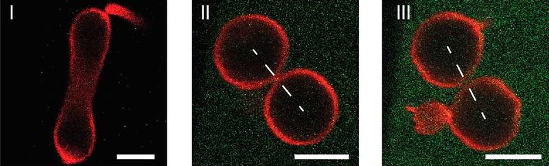 Division process of an artificial cell (red), which is controlled by the protein concentration (green) in the outer aqueous solution