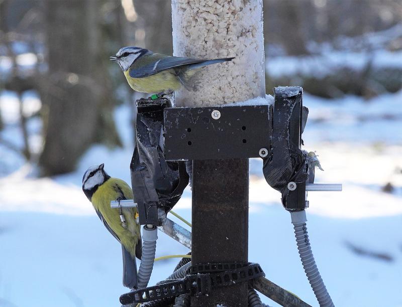 Blaumeisen die im Winter gemeinsam Nahrung suchen sind oft auch im Frühjahr miteinander verbunden.