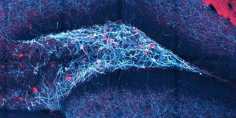 Gyrus dentatus der Maus (die pfeilförmige, nach rechts weisende Struktur): Bestimmte Neuronen (rot) werden bei der Feedback Inhibition aktiv und übernehmen dort eine wichtige Rolle. 