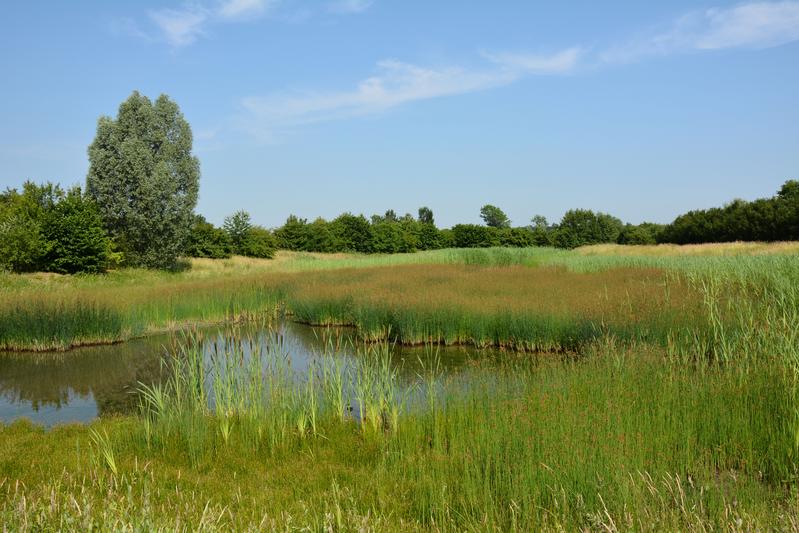 Mehr Artenvielfalt können Kommunen bei der Anlage und Pflege von Regenrückhaltebecken schaffen, wenn Belange des Biodiversitätsschutzes zukünftig verstärkt berücksichtigt werden. 