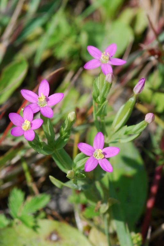 Das Kleine Tausendgüldenkraut (Centaurium pulchellum), eine bundesweit gefährdete Art, profitiert von den Lebensraumbedingungen in städtischen Regenrückhaltebecken.