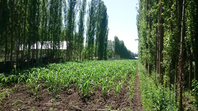 Beliebte Schutzgürtel auf den Feldern im Gebiet Jalal Abad Oblast in Kirgisistan