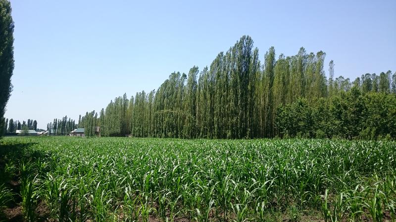 Popular shelterbelts on fields in the Jalal Abad Oblast