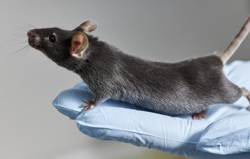 Mit Hilfe der Dummerstorfer Langzeitselektionslinien von Mäusen sollen die Geheimnisse für besonders hohe Fruchtbarkeit im Erbgut entschlüsselt werden.