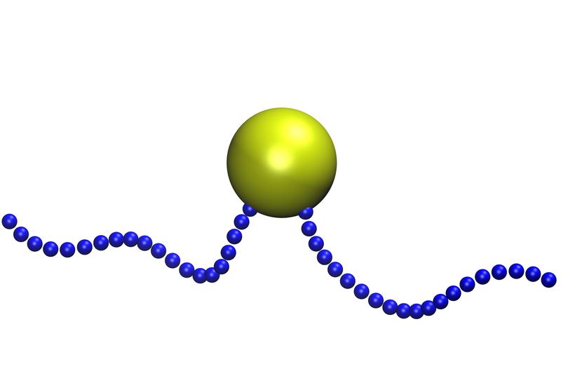 Computersimulation des Göttinger Teams: ein schwimmendes Bakterium mit nach vorn und nach hinten gerichteten Geißeln.