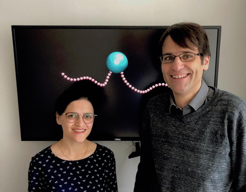 Dr. Sarah Mohammadinejad und Prof. Dr. Stefan Klumpp aus Göttingen haben die Simulationen durchgeführt.