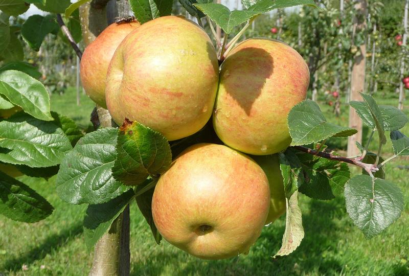 'Böblinger Straßenapfel' − eine der erhaltenswerten alten Kernobstsorten