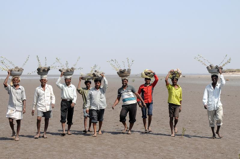 Arbeiter transportieren Mangrovensetzlinge in einem Wiederaufforstungsprojekt in Gujarat, Indien. 