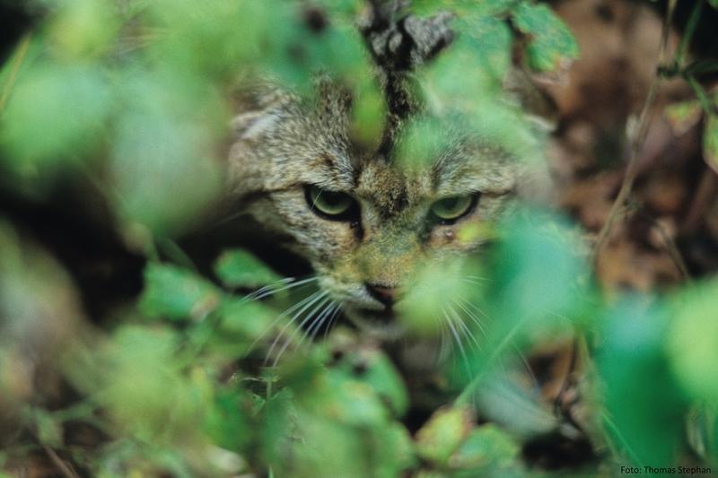Wildkatzen breiten sich wieder in unseren Wäldern aus. Die Analyse ihres Genoms liefert wichtige Informationen für ihren Schutz.