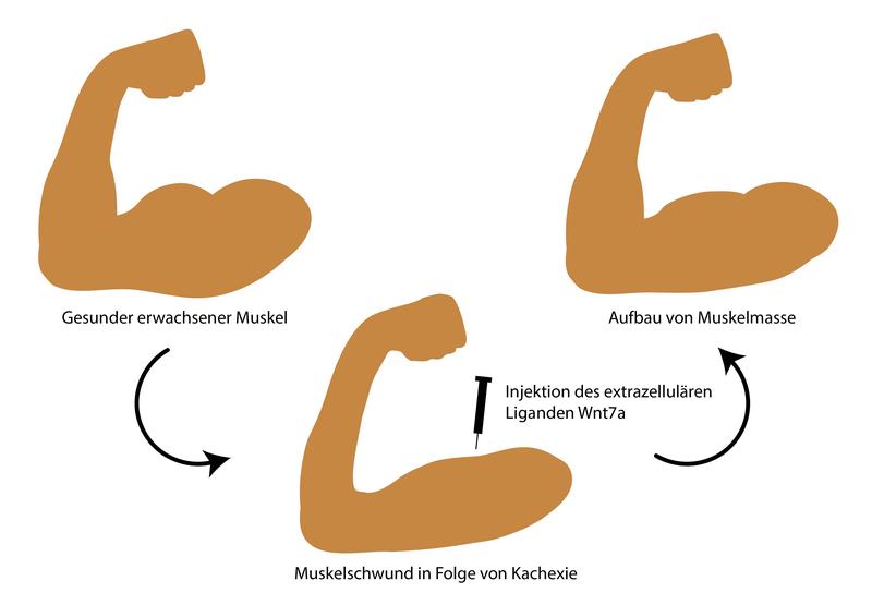 Der Botenstoff Wnt7a hat eine Doppelfunktion bei Krebskachexie: Er wirkt dem Muskelschwund entgegen und führt zu mehr Funktionalität der Muskelstammzellen.