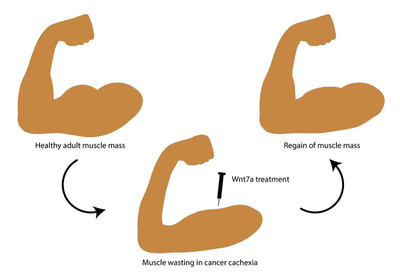 Wnt7a has a dual function in cachectic skeletal muscle: it counteracts muscle wasting and reverts the loss of muscle stem cell functionality.