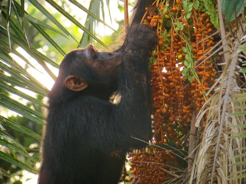 Schimpanse (Pan troglodytes) bei der Futtersuche auf einer Senegalesischen Dattelpalme (Phoenix reclinate)