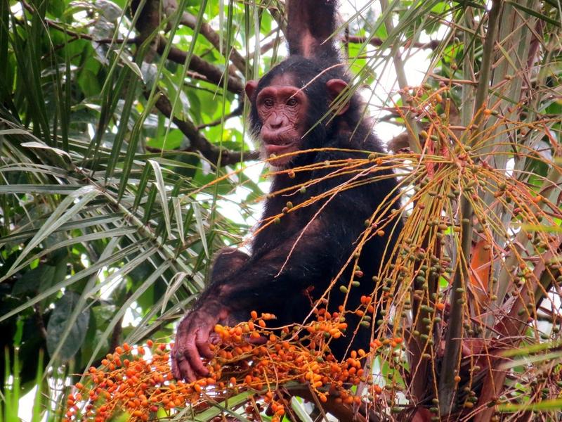 Für viele afrikanische Primaten sind Palmfrüchte eine wichtige Nahrungsgrundlage. Umgekehrt helfen sie bei der Samenverbreitung.